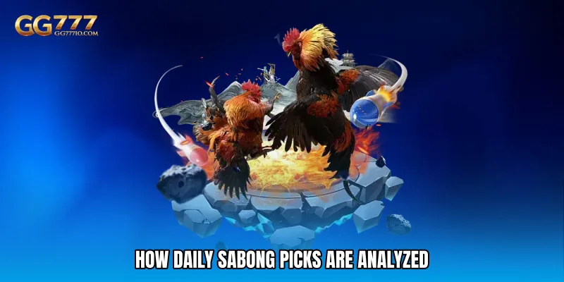 How Daily Sabong Picks Are Analyzed