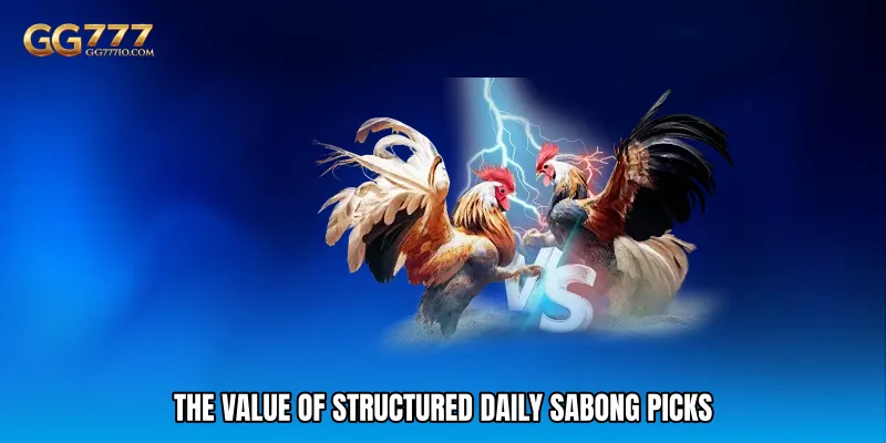 The Value of Structured Daily Sabong Picks